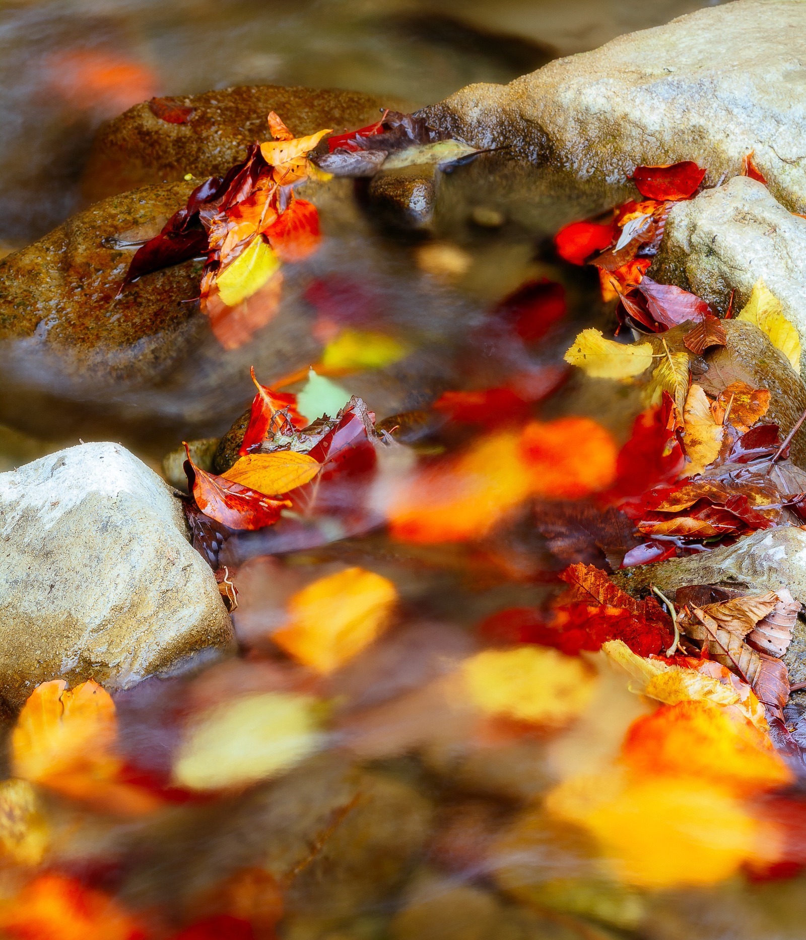 Brightly coloured fall leaves in a forest stream